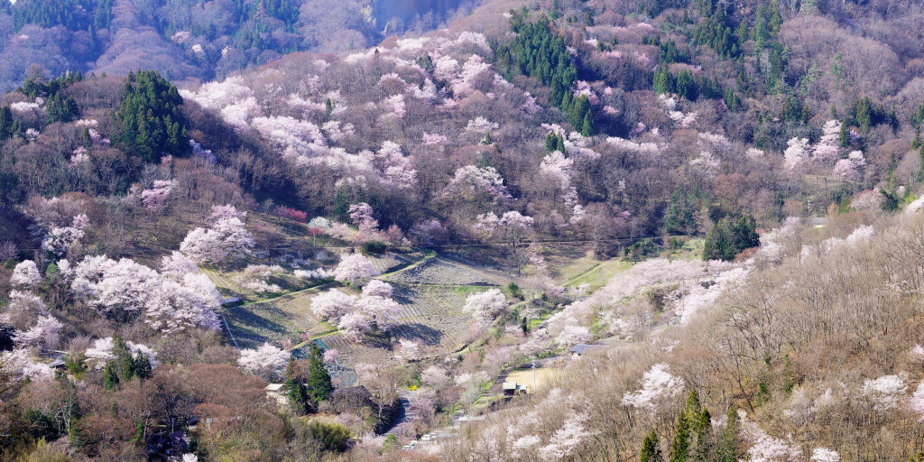 池田町桜仙峡の山桜