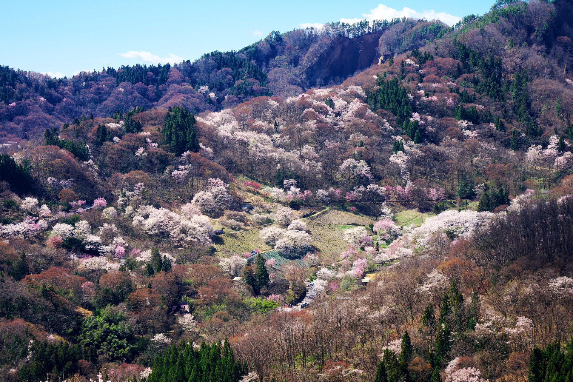 池田町陸郷の桜仙峡山桜